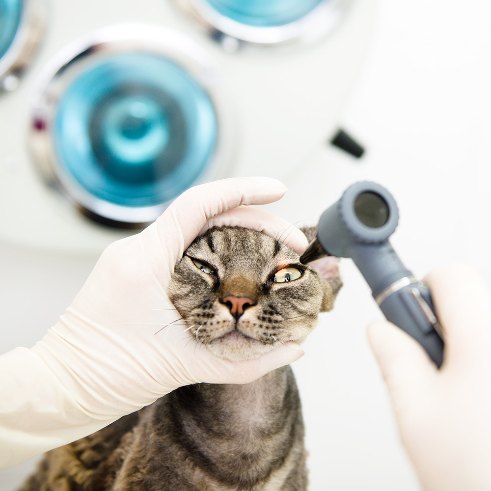 Consultas e cirurgias de oftalmologia para animais