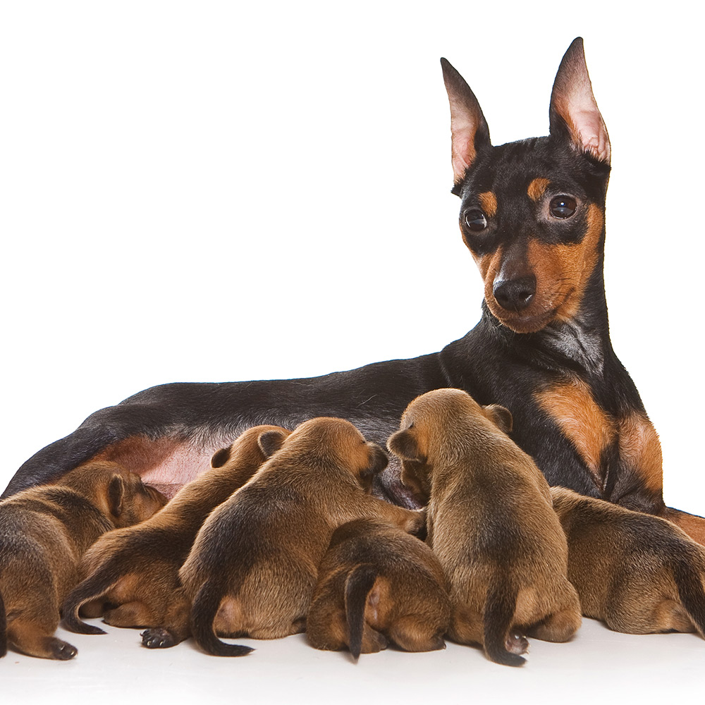 Assistência na maternidade e no parto de animais