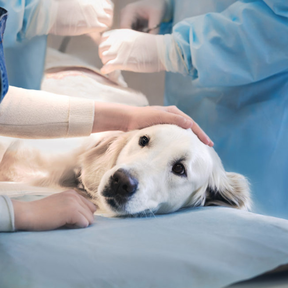 Consulta e cirurgia de neurologia para animais
